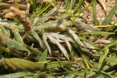 Golovinomyces sordidus