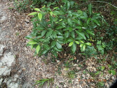 Cinnamomum camphora