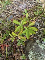 Potentilla simplex