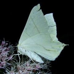 Ourapteryx sambucaria