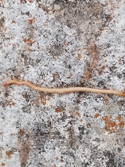 Haplophilus subterraneus