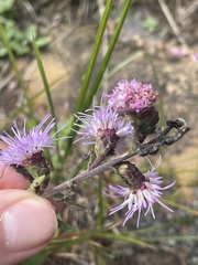Liatris scariosa
