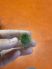 Arctium lappa