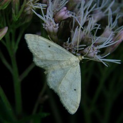 Idaea biselata