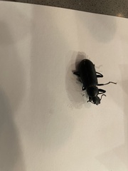 Alobates pensylvanicus