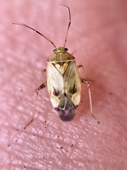 Lygus