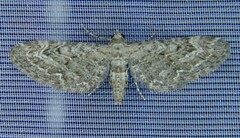 Eupithecia nanata