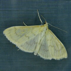 Paratalanta hyalinalis