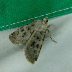 Chersotis multangula