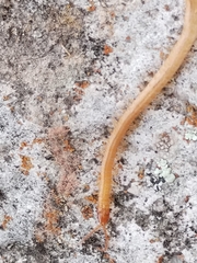 Haplophilus subterraneus