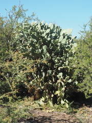 Opuntia quimilo