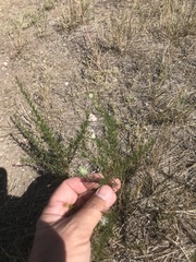 Bassia scoparia