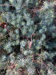 Euphorbia cyparissias