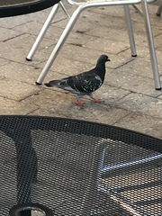 Columba livia domestica
