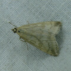 Udea nebulalis