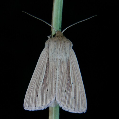 Smoky Wainscot