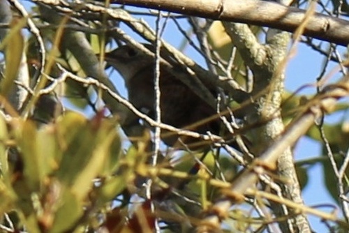 Zapata Wren (Ferminia cerverai), photo 8