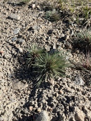 Corynephorus canescens