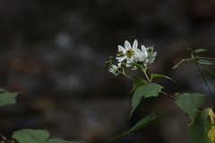 Montanoa frutescens
