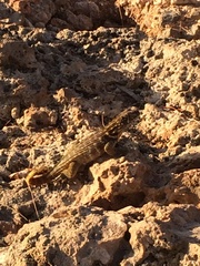 Leiocephalus carinatus