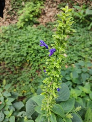 Salvia mexicana