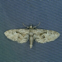 Eupithecia pusillata