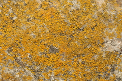 Candelariella efflorescens