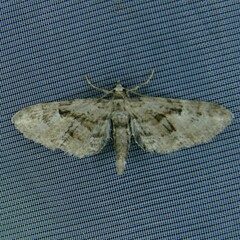 Eupithecia pusillata