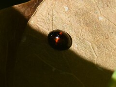 Chilocorus bipustulatus