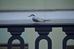 Sterna hirundo