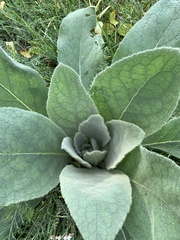Verbascum thapsus
