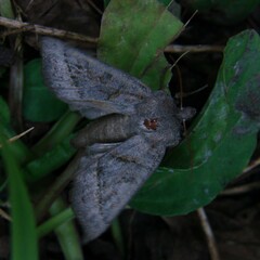 Mesogona oxalina