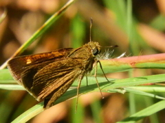 Polites themistocles