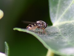 Meliscaeva auricollis