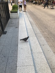 Columba livia domestica