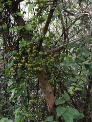 Ficus hispida