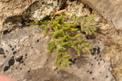 Spergularia marina
