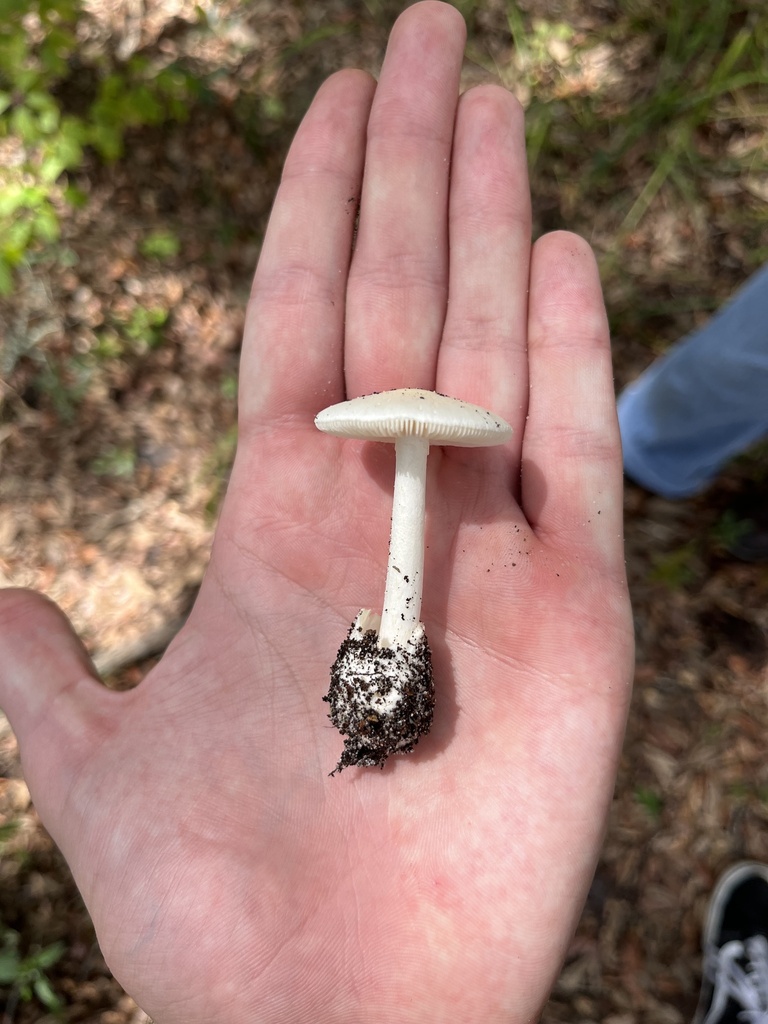 Amanita parviformis