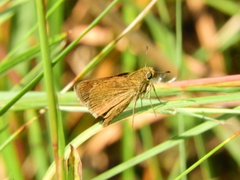 Polites themistocles