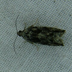 Epinotia nisella