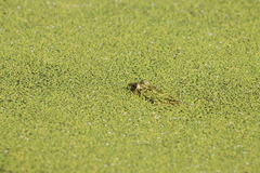 Pelophylax