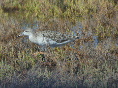 Calidris pugnax