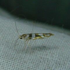 Argyresthia goedartella