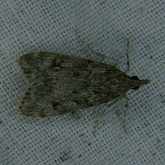 Eudonia truncicolella