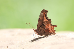 Polygonia satyrus