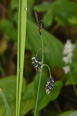 Carex pluriflora