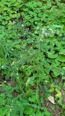 Symphyotrichum lateriflorum