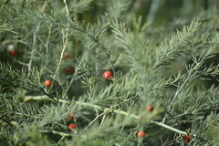 Asparagus officinalis