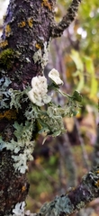 Ramalina sinensis