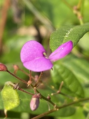Desmodium